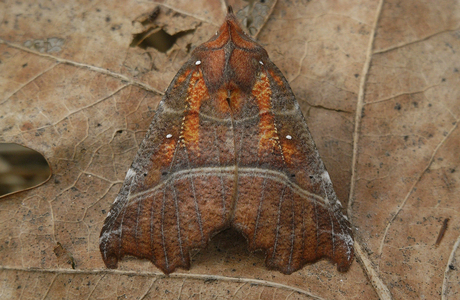 Zackeneule (Scoliopteryx  libatrix) - © Leo Kuzmits